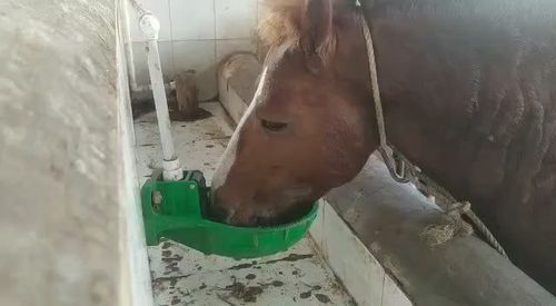 Cow Water Bowl