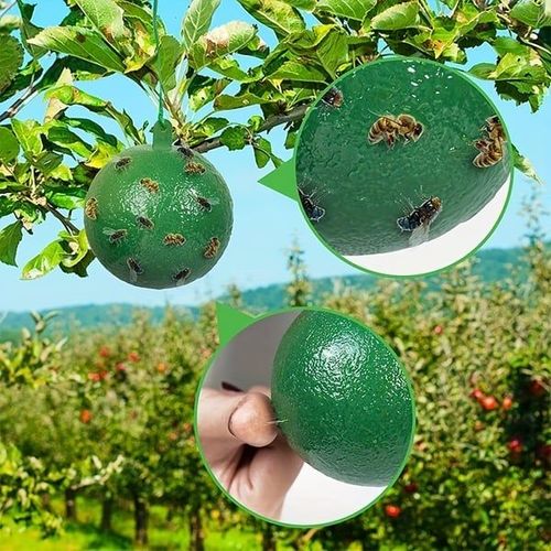 Fruit Fly Traps Sticky