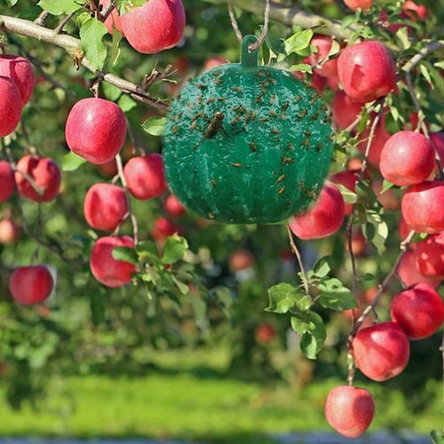 Fruit Fly Traps Sticky
