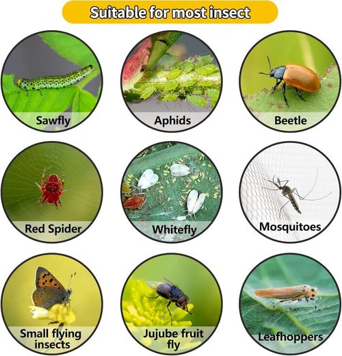 Giant Fly Glue Trap
