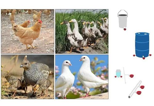 Automatic Animal Water Cups