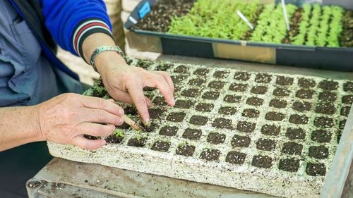 MULTI-SHOOT BROCCOLI SEEDS - Nutritious, refreshing, and easy to prepare