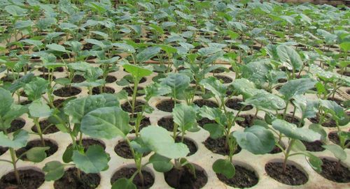 MULTI-SHOOT BROCCOLI SEEDS - Nutritious, refreshing, and easy to prepare