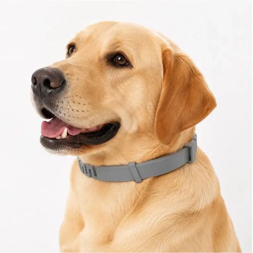 Tick Collars