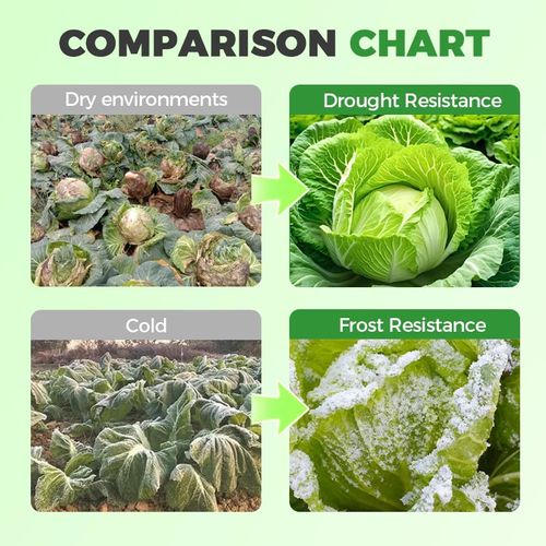 Professional-Grade Cabbage Nutrient