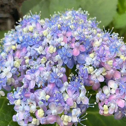 🌸 Hydrangea Seeds