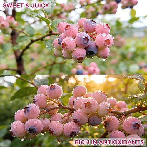 BUY 1 GET 1 FREE🌱Premium Pink Blueberry Seeds A Uniquely Delightful Taste -(200 seeds per pack)