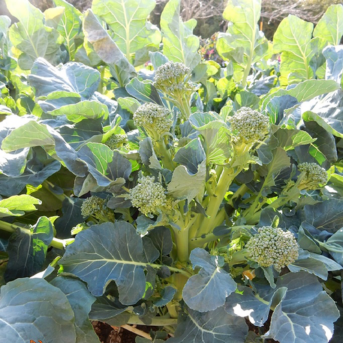 MULTI-SHOOT BROCCOLI SEEDS - Nutritious, refreshing, and easy to prepare