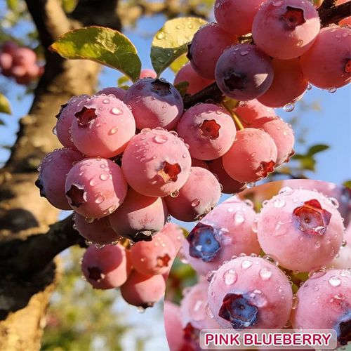 BUY 1 GET 1 FREE🌱Premium Pink Blueberry Seeds A Uniquely Delightful Taste -(200 seeds per pack)