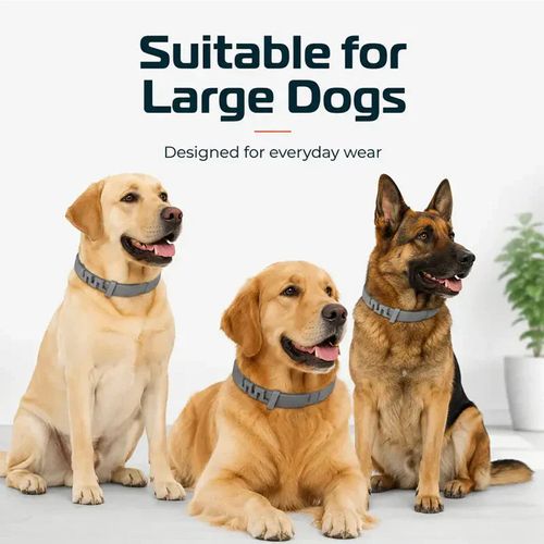 Tick Collars