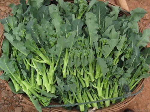 MULTI-SHOOT BROCCOLI SEEDS - Nutritious, refreshing, and easy to prepare