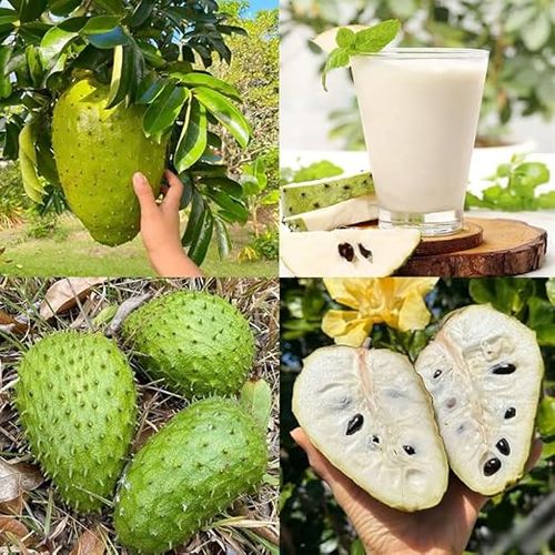 Organic Soursop (Graviola) Seeds