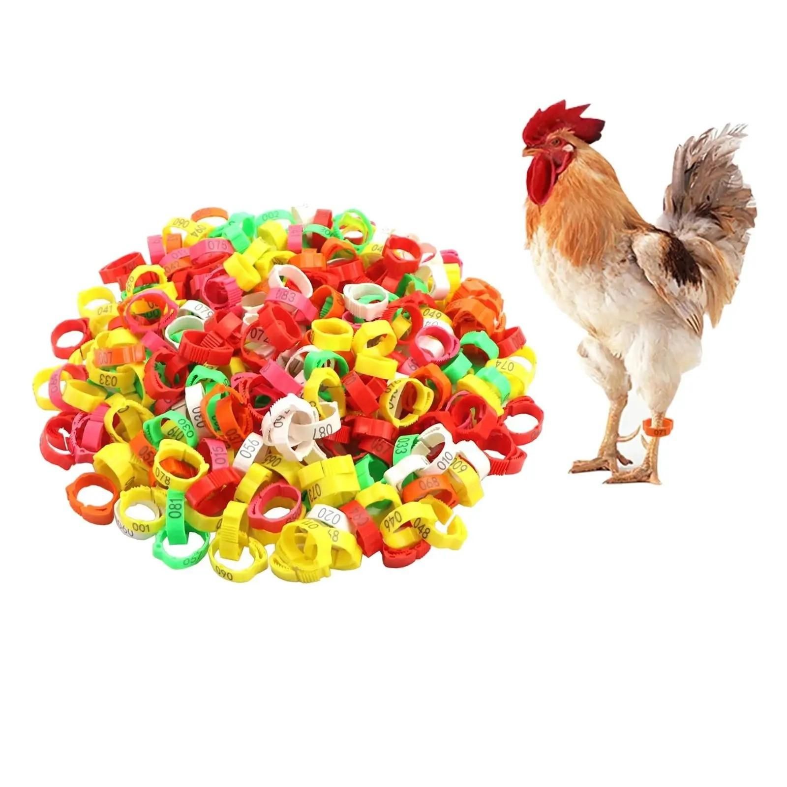 100-Piece Adjustable Numbered Poultry Leg Bands