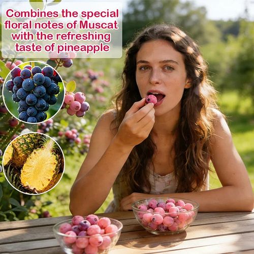 BUY 1 GET 1 FREE🌱Premium Pink Blueberry Seeds A Uniquely Delightful Taste -(200 seeds per pack)