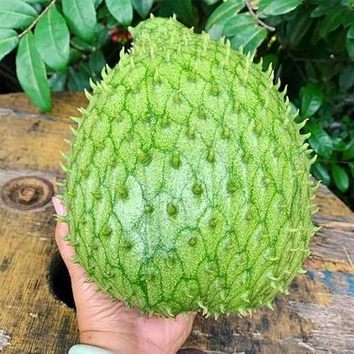 Organic Soursop (Graviola) Seeds