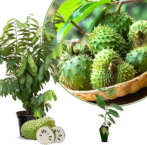 Organic Soursop (Graviola) Seeds