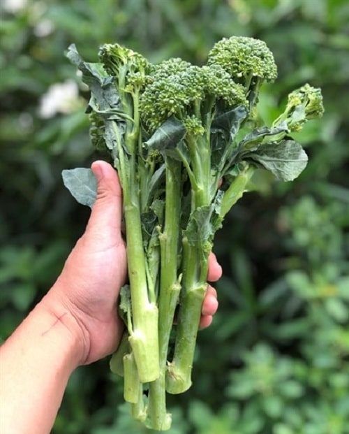 MULTI-SHOOT BROCCOLI SEEDS - Nutritious, refreshing, and easy to prepare