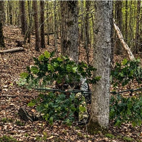 Hunting Concealment Branch