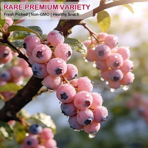 BUY 1 GET 1 FREE🌱Premium Pink Blueberry Seeds A Uniquely Delightful Taste -(200 seeds per pack)