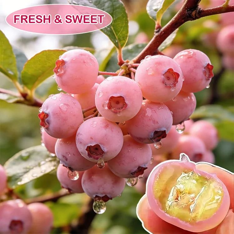 BUY 1 GET 1 FREE🌱Premium Pink Blueberry Seeds A Uniquely Delightful Taste -(200 seeds per pack)
