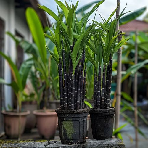 Sugarcane Seeds