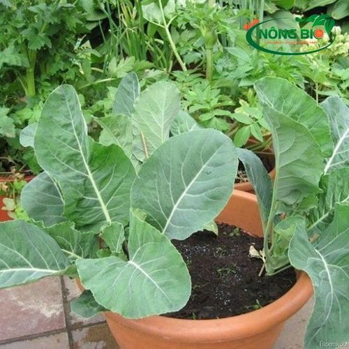 MULTI-SHOOT BROCCOLI SEEDS - Nutritious, refreshing, and easy to prepare