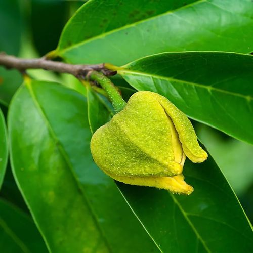 Organic Soursop (Graviola) Seeds