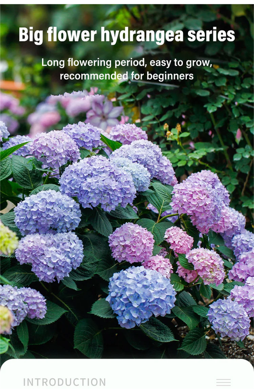 🌸 Hydrangea Seeds