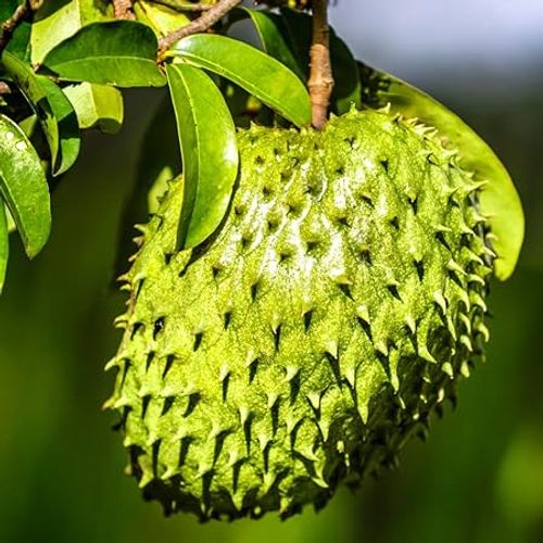 Organic Soursop (Graviola) Seeds