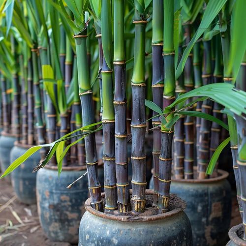 Sugarcane Seeds