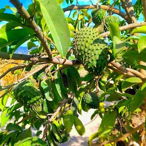 Organic Soursop (Graviola) Seeds
