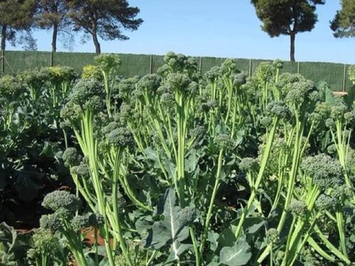 MULTI-SHOOT BROCCOLI SEEDS - Nutritious, refreshing, and easy to prepare