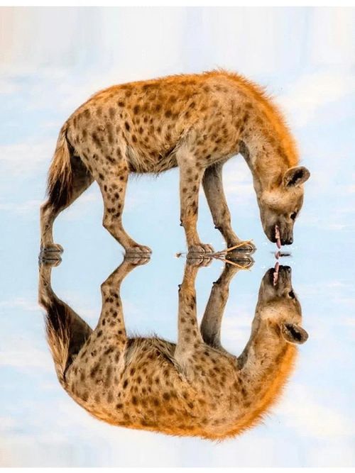 Mirror Reflection For Phone Camera