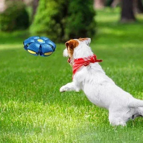 💥Puppy disc ball💞