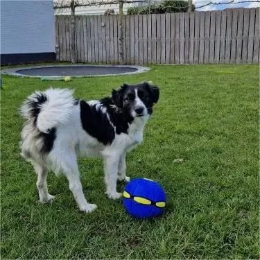 💥Puppy disc ball💞