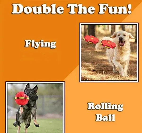 💥Puppy disc ball💞