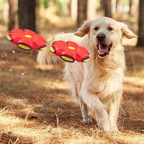 💥Puppy disc ball💞