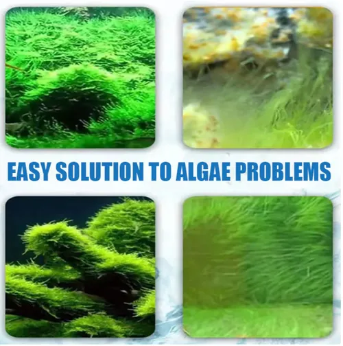 🎁Buy 1 Get 1 Free🎁Effectively control aquarium algae