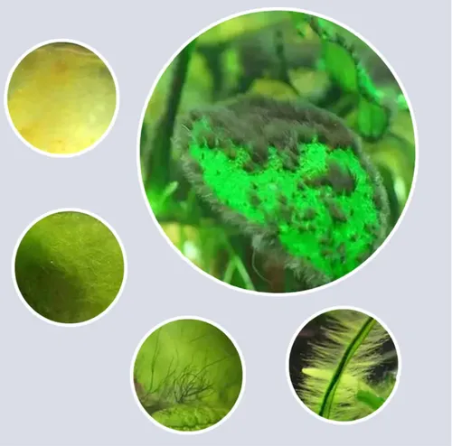 🎁Buy 1 Get 1 Free🎁Effectively control aquarium algae