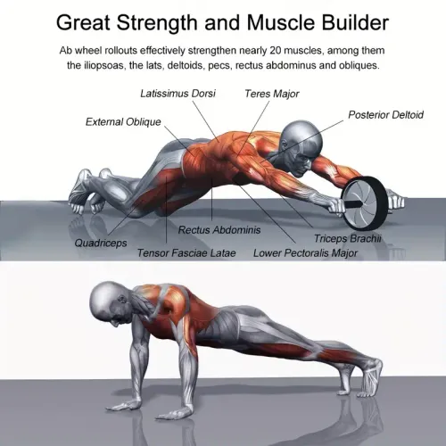 Silent and Stable Abdominal Wheel