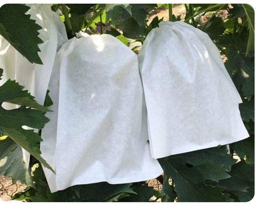 Eco-friendly breathable, and water resistant PP spunbond non woven fruit bags for agriculture  reusable, biodegradable protective covers for grapes and other fruits.
