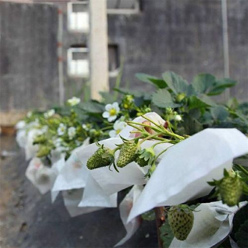 Eco-friendly breathable, and water resistant PP spunbond non woven fruit bags for agriculture  reusable, biodegradable protective covers for grapes and other fruits.