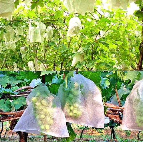 Eco-friendly breathable, and water resistant PP spunbond non woven fruit bags for agriculture  reusable, biodegradable protective covers for grapes and other fruits.