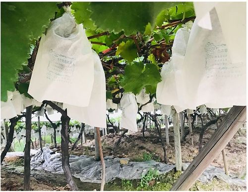 Eco-friendly breathable, and water resistant PP spunbond non woven fruit bags for agriculture  reusable, biodegradable protective covers for grapes and other fruits.