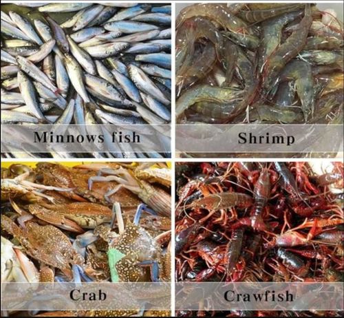 Auto-Foldable Strengthened Fishing Trap Net