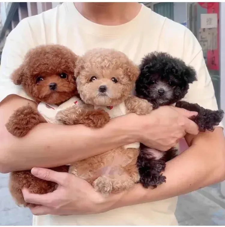 Hot selling plush electric toy dog walks and barks smart pet dog