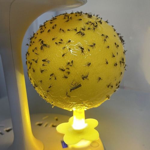 Indoor glowing insect traps, fly traps, sticky insect balls, traps, sticky mosquitoes, flies, fruit flies, small flying insects