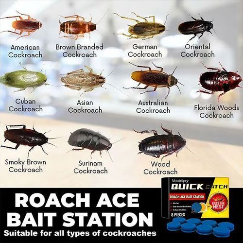 Clearance Sale - Limited Time Offer ! - Roach Ace Bait Station
