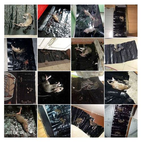 🔥🐀 Em Luanda, ratos não escapam! Tapete Cola para Ratos 120cm — Extra longo, cola super forte ❌🧲