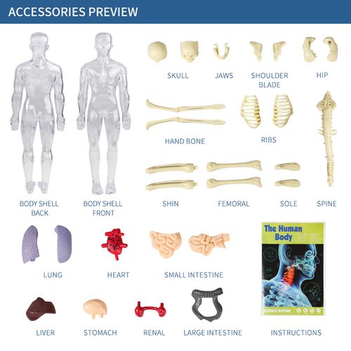New Clear Human Body Structure Toy Mini Human Anatomy Educational Kit Full Human Skeleton Science Teaching Aids for Kids